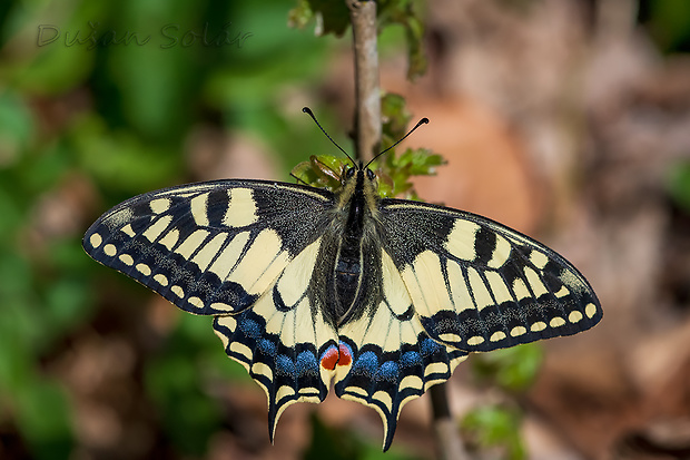 vidlochvost feniklový Papilio machaon (Linnaeus, 1758)