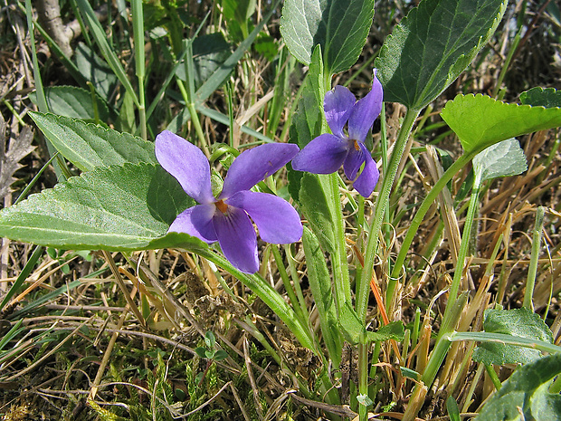 fialka premenlivá Viola ambigua Waldst. et Kit.