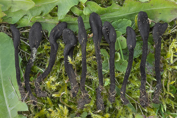 jazýček premenlivý Geoglossum umbratile Sacc.