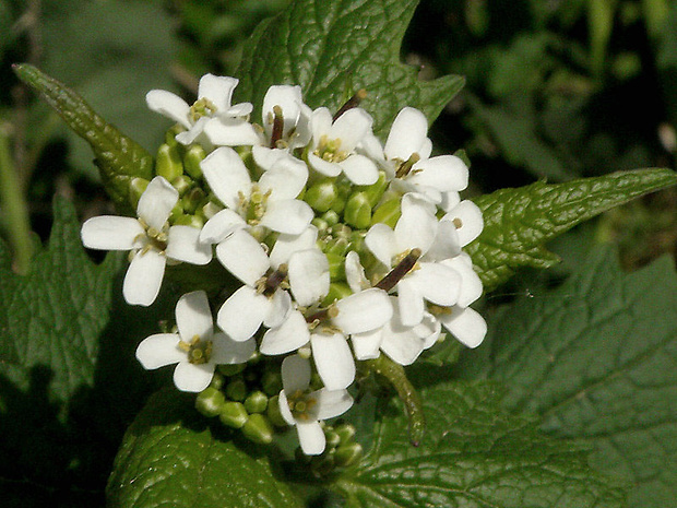 cesnačka lekárska Alliaria petiolata (M. Bieb.) Cavara et Grande
