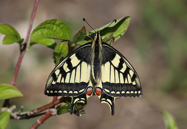 vidlochvost feniklový  Papilio machaon