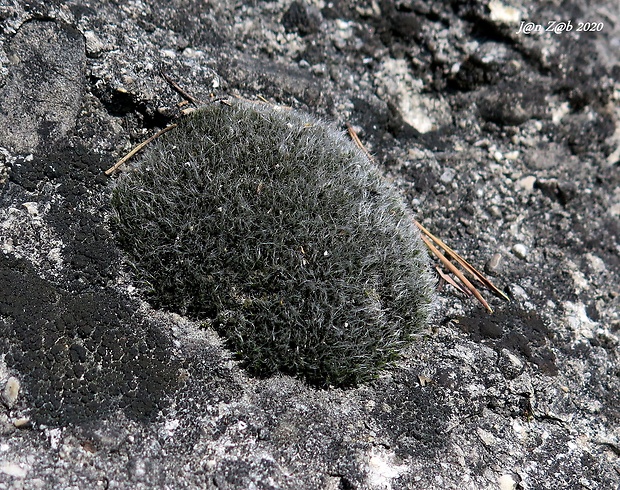 drobivka  Grimmia sp.