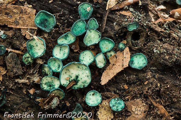 zelenica Chlorociboria sp.