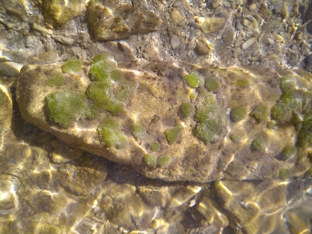 riasy Algae