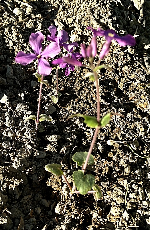 mesačnica ročná Lunaria annua L.