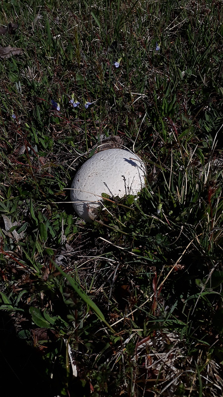 rozpadavec dlabaný Lycoperdon utriforme Bull.