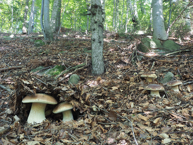 hríb smrekový - biotop Boletus edulis Bull.