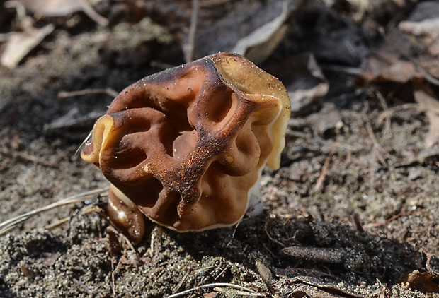 ušiak Gyromitra sp.