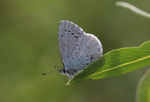 modráčik krušinový  Celastrina argiolus