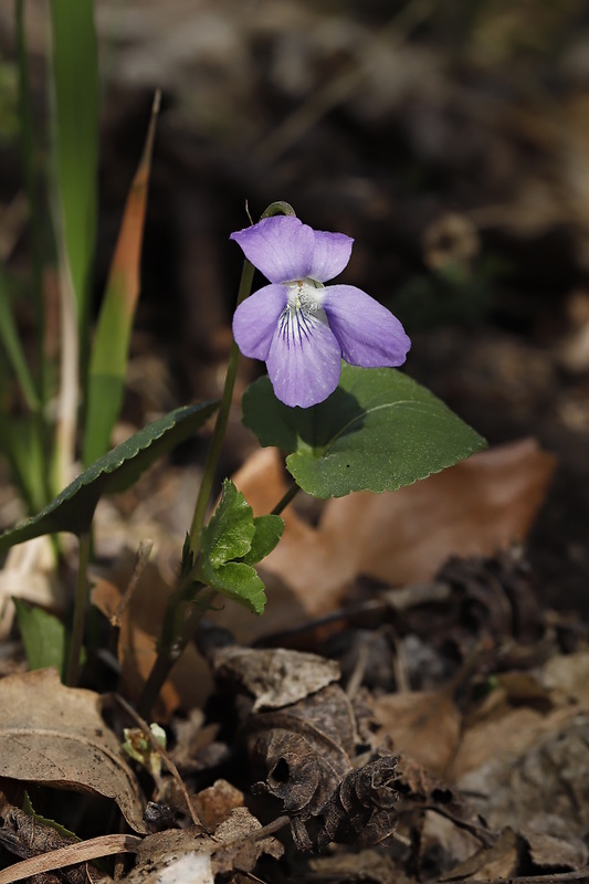 fialka podivuhodná Viola mirabilis L.