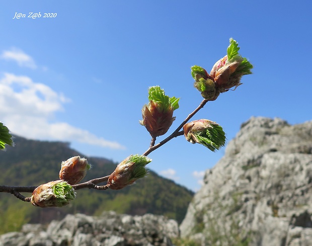 buk lesný Fagus sylvatica L.