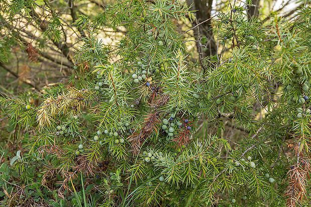 borievka obyčajná Juniperus communis L.