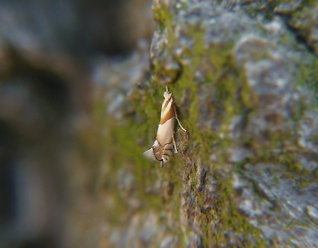 ploskáčik dubinový   /   klíněnka dubová Phyllonorycter roboris Zeller, 1839