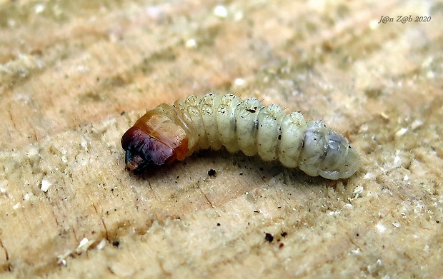 fúzač hrubý - larva Prionus coriarius Linnaeus, 1758