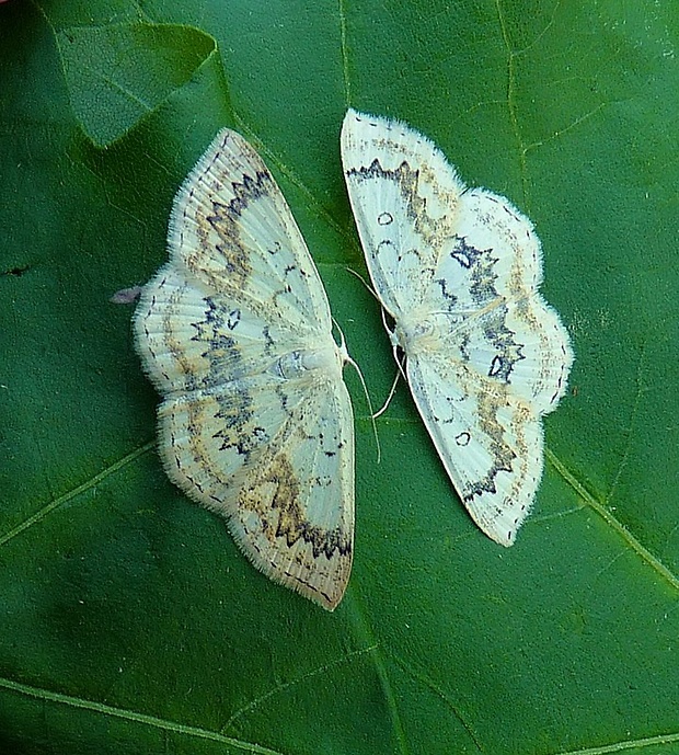 piadica javorová Cyclophora annularia