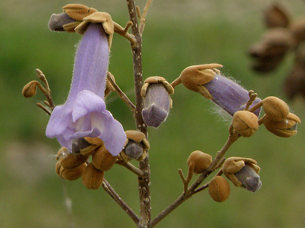 paulovnia plstnatá Paulownia tomentosa (Thunb.) Steud.