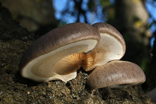 hliva závojová Pleurotus calyptratus (Lindblad ex Fr.) Sacc.