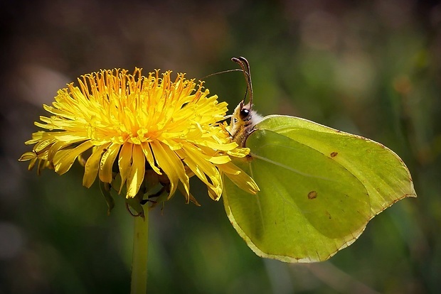 žltáčik rešetliakový (sk) / žluťásek řešetlákový (cz) Gonepteryx rhamni Linnaeus, 1758