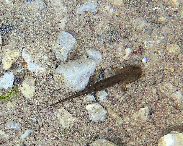 salamandra škvrnitá - larva Salamandra salamandra
