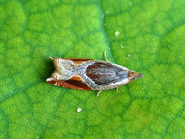 obaľovač černicový Ancylis unculana