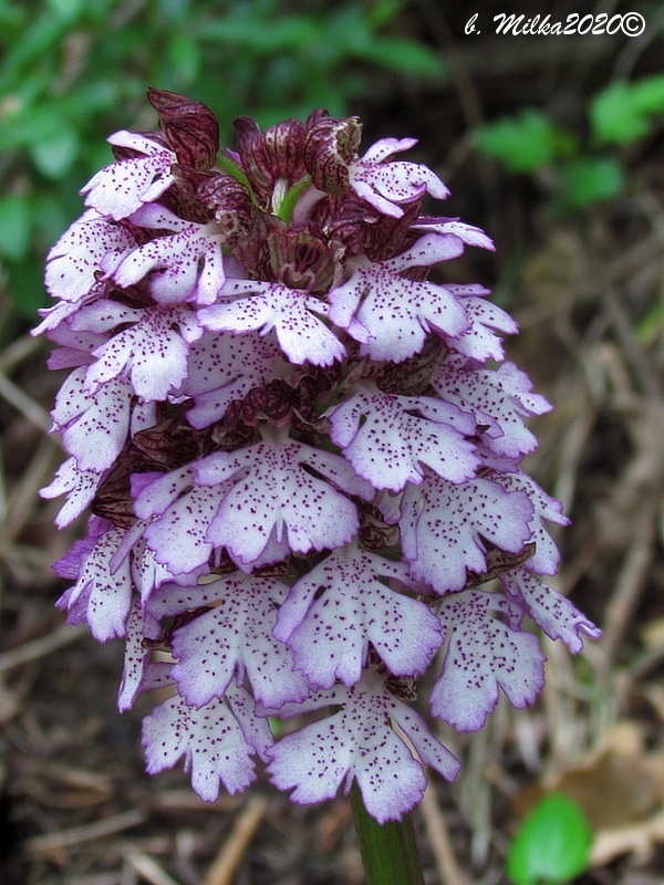 vstavač purpurový Orchis purpurea Huds.