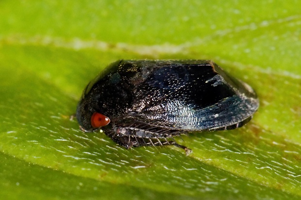 cikádka Penthimia nigra