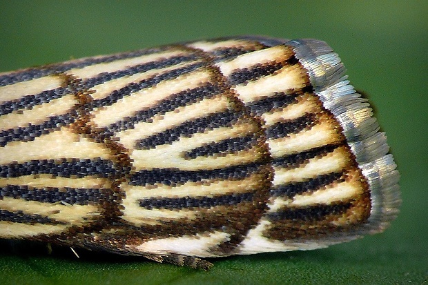 trávovec mriežkovaný (sk) / travařík stepní (cz) Chrysocrambus craterella Scopoli, 1763