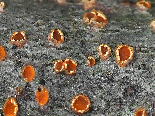 očko vŕbové Pezicula ocellata (Pers.) Seaver
