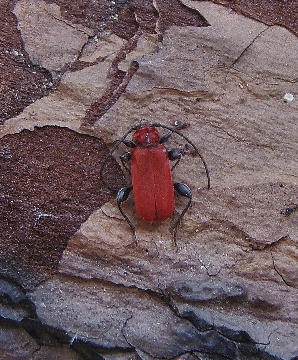 fuzáč červený   /   tesařík rudý Pyrrhidium sanguineum Linnaeus, 1758