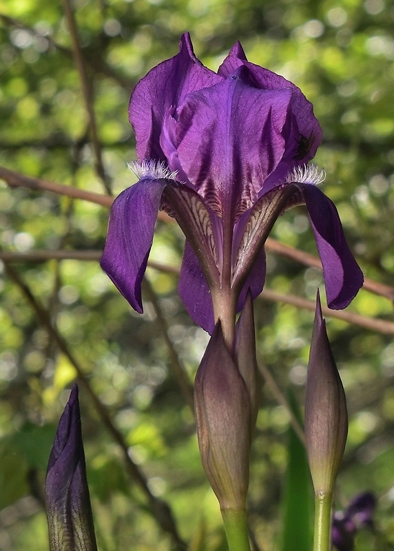 kosatec bezlistý uhorský Iris aphylla subsp. hungarica (Waldst. et Kit.) Hegi