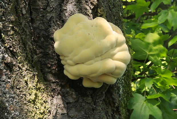 sírovec obyčajný Laetiporus sulphureus (Bull.) Murrill