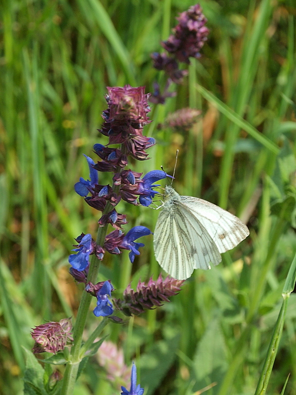 mlynárik repkový Pieris napi