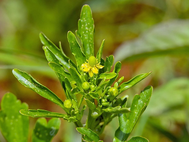 iskerník jedovatý Ranunculus sceleratus L.
