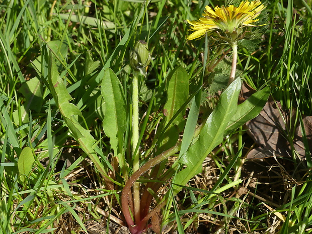 púpava Taraxacum copidophyllum Dahlst.