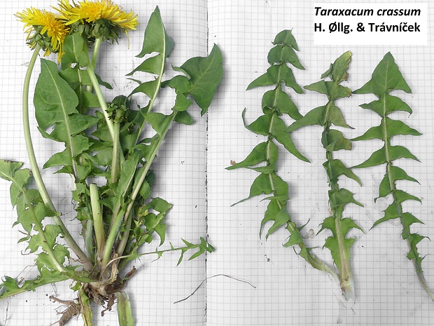 púpava Taraxacum crassum H. Øllg. & Trávníček