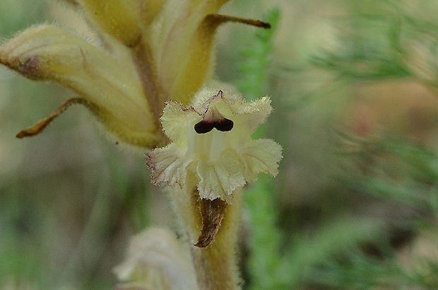 záraza obyčajná Orobanche caryophyllacea Sm.