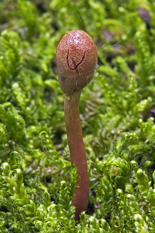 žezlovka Ophiocordyceps larvicola ( Quél.) Van Vooren