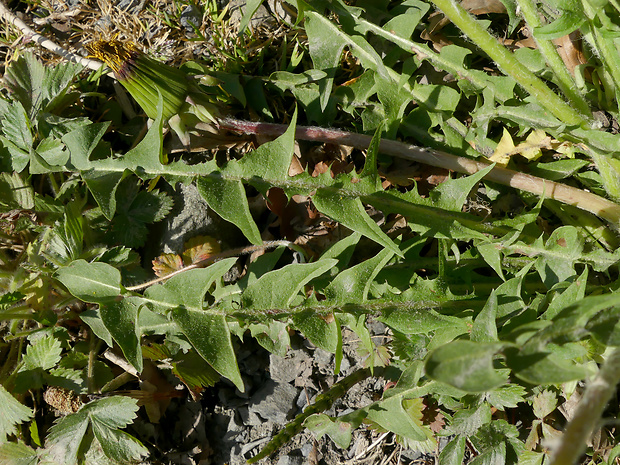 púpava Taraxacum freticola H. Øllg.