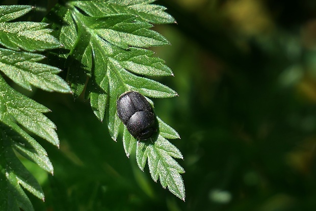 lajniak malý (sk) / lejnožrout malý (cz) Onthophagus ovatus Linnaeus, 1767