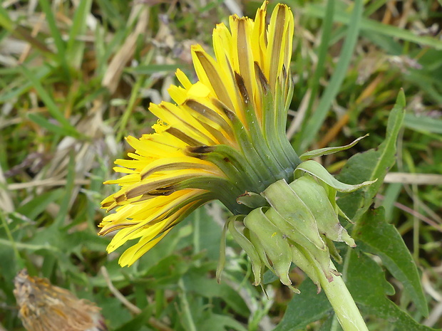 púpava Taraxacum sertatum Kirschner & al.