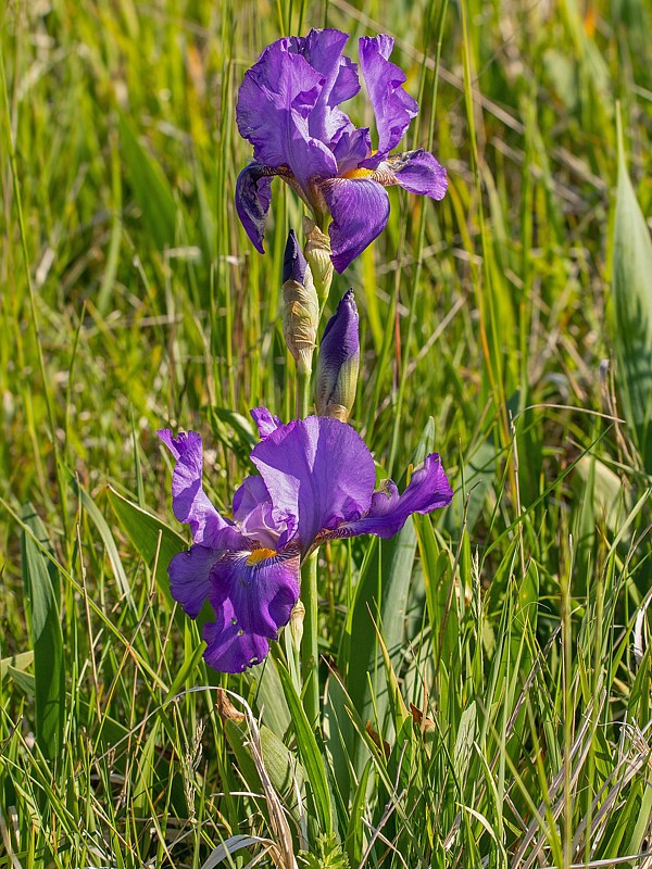 kosatec nemecký Iris cf. germanica L.