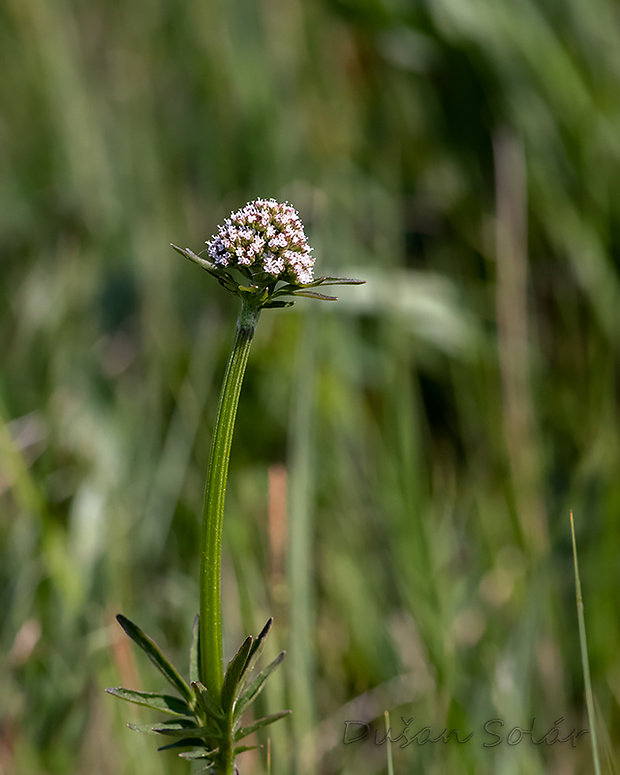 valeriána lekárska Valeriana officinalis L.