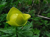 žltohlav najvyšší - žlto zelená varieta