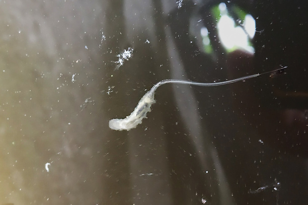 trúdovka obyčajná - larva Eristalis tenax