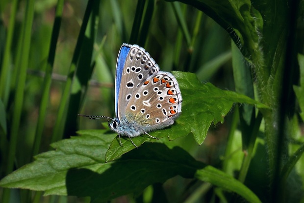 modráčik ďatelinový (sk) / modrásek jetelový (cz) Polyommatus bellargus Rottemburg, 1775