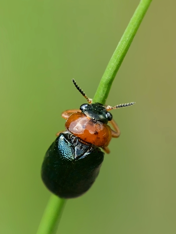 liskavka Smaragdina salicina