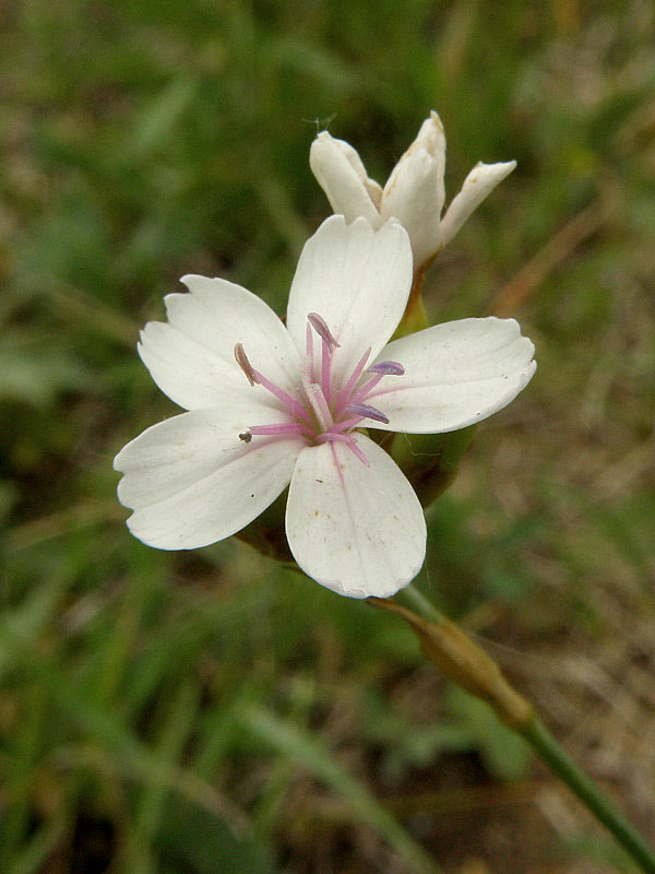 klinček pontederov Dianthus pontederae A. Kern.