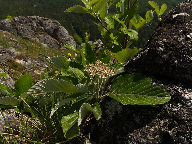 jarabina mukyňová Sorbus aria (L.) Crantz
