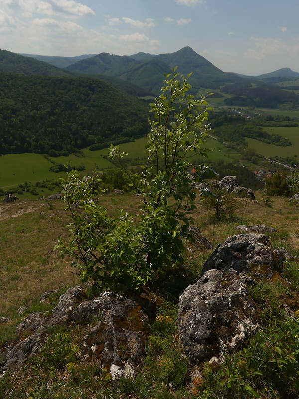 jarabina mukyňová - biotop Sorbus aria (L.) Crantz