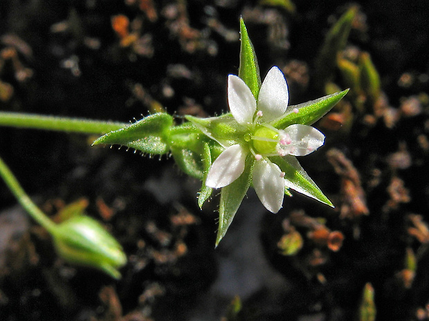 piesočnica štíhla Arenaria leptoclados (Rchb.) Guss.